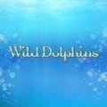 Wild Dolphins