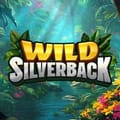 Wild Silverback