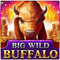 Big Wild Buffalo