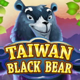 Taiwan Black Bear
