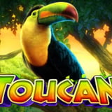 Toucan