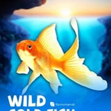 Wild Gold Fish
