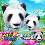 Wild Giant Panda