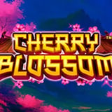 Cherry Blossom