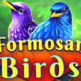 Formosan Birds