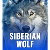 Siberian Wolf