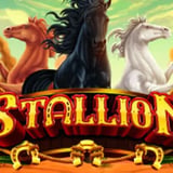 Stallion