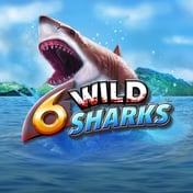 6 Wild Sharks