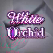 White Orchid