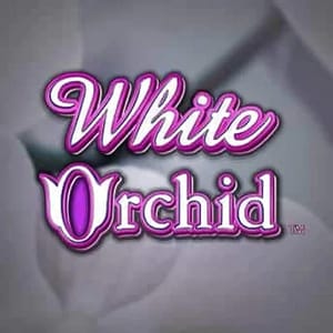 White Orchid