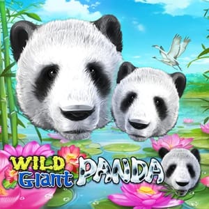 Wild Giant Panda
