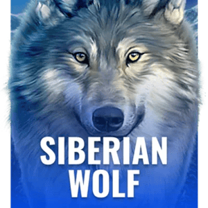 Siberian Wolf